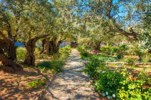 israel-jerusalem-garden-of-gethsemane-mount-of-olives-01