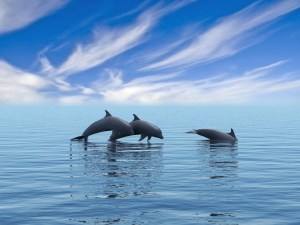 23-Dolphin-Way-three-leap-from-calm-sea
