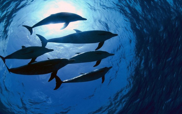 7041528-dolphin-swarm-640x400